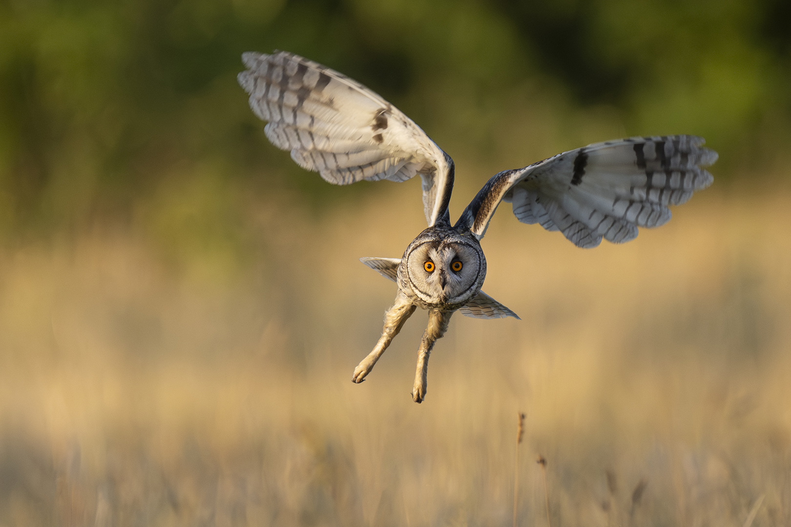 Pia Schrader (Denmark) Eye contact with a long eared owl